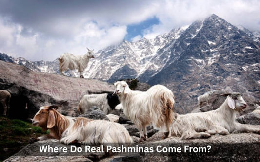 Where Do Real Pashminas Come From?